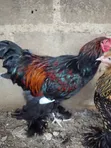 Golden Laced Brahma Chickens - 3