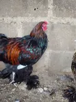 Golden Laced Brahma Chickens - 4