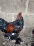 Golden Laced Brahma Chickens - 5