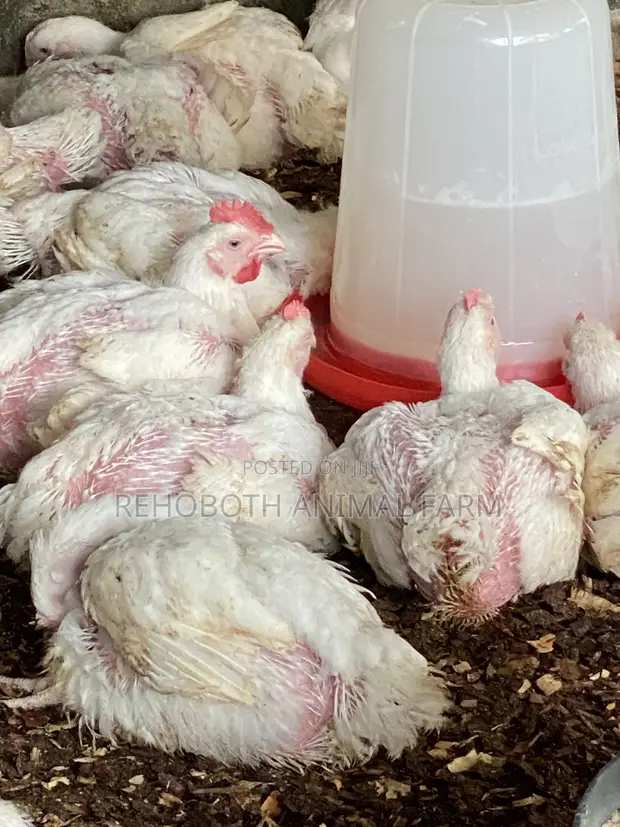 Naturally Nurtured Broiler Chickens for Sale - 1