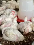 Naturally Nurtured Broiler Chickens for Sale - 1