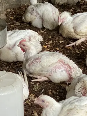 Naturally Nurtured Broiler Chickens for Sale