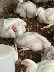 Naturally Nurtured Broiler Chickens for Sale - 2