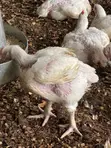 Naturally Nurtured Broiler Chickens for Sale - 3