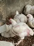 Naturally Nurtured Broiler Chickens for Sale - 4