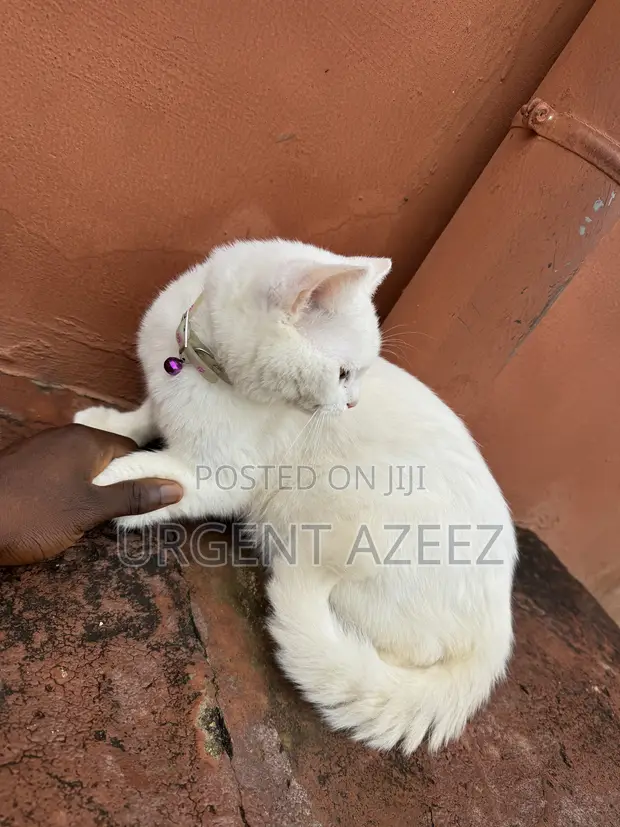 6-12 Month Male Purebred Turkish Angora Cat - 1