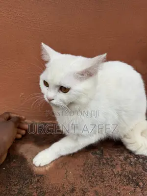 6-12 Month Male Purebred Turkish Angora Cat