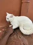 6-12 Month Male Purebred Turkish Angora Cat - 3
