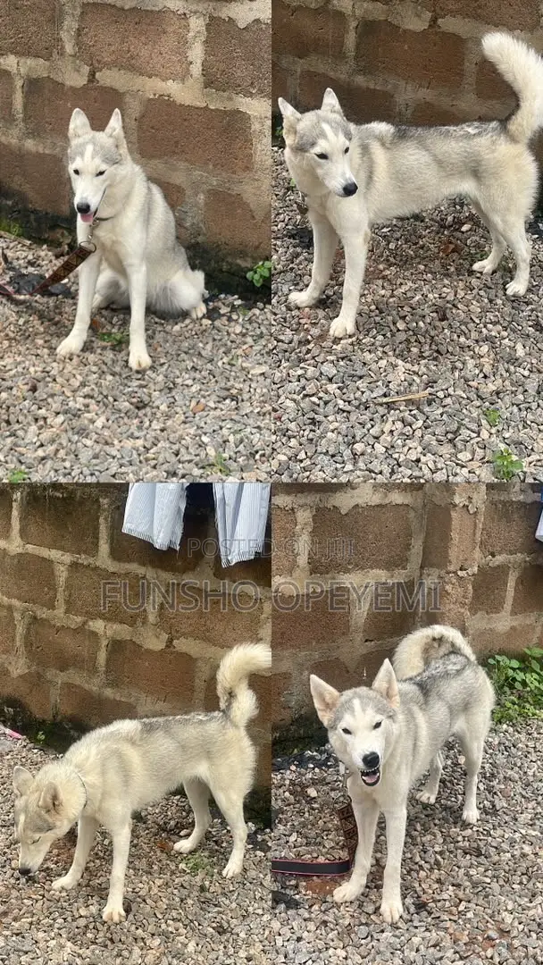 Female Siberian Husky, 1+ Year Old - 1