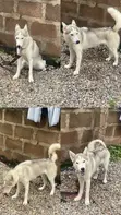 Female Siberian Husky, 1+ Year Old - 1