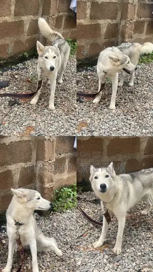 Female Siberian Husky, 1+ Year Old