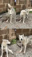 Female Siberian Husky, 1+ Year Old - 2