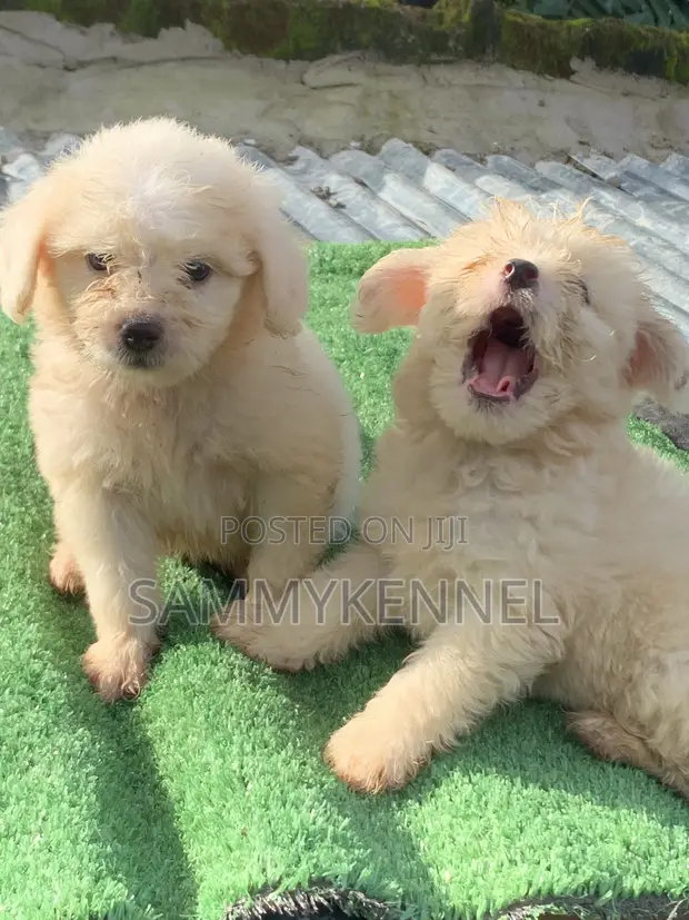 Kare Lhasa Apso Namiji (Wata 0-1) - 1