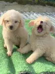 Kare Lhasa Apso Namiji (Wata 0-1) - 1