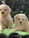 Kare Lhasa Apso Namiji (Wata 0-1) - 2