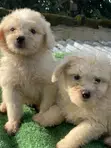 Kare Lhasa Apso Namiji (Wata 0-1) - 3