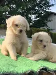 Kare Lhasa Apso Namiji (Wata 0-1) - 4