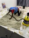 Professional Rug and Carpet Washing Service - 1