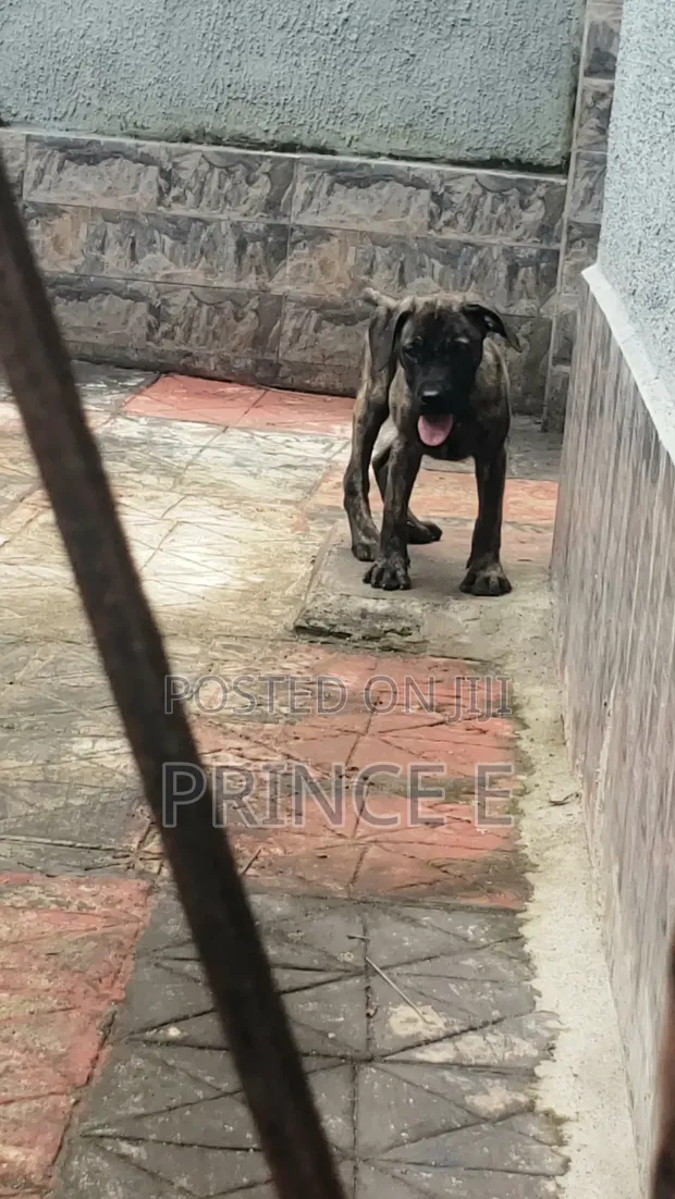 Purebred Boerboel Puppy - 1-3 Months Old - 1