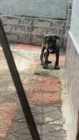 Purebred Boerboel Puppy - 1-3 Months Old - 1