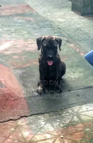 Purebred Boerboel Puppy - 1-3 Months Old