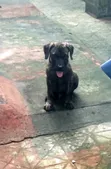 Purebred Boerboel Puppy - 1-3 Months Old - 2