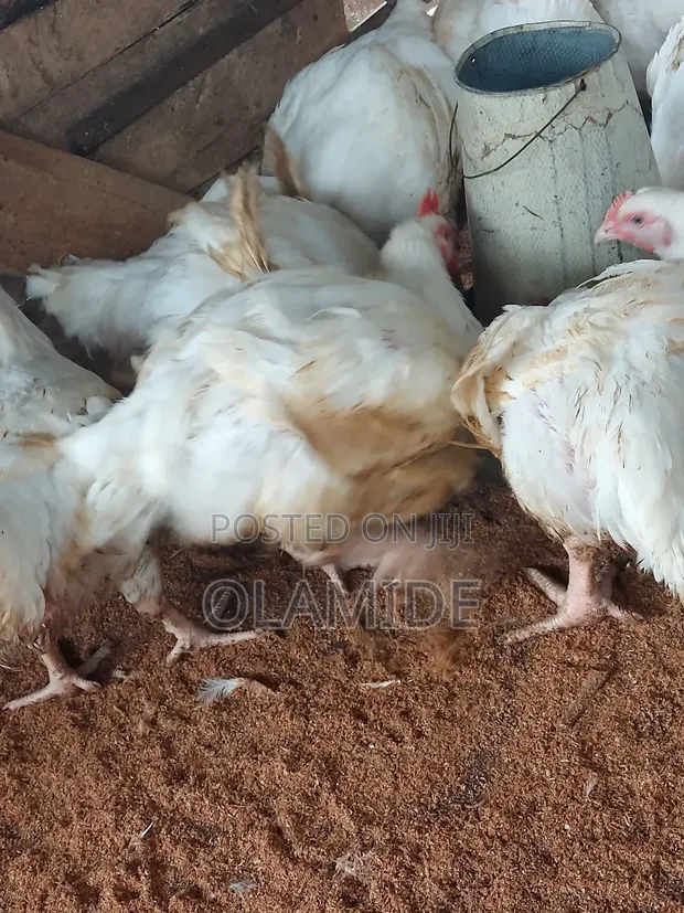 JR_FreshFarm Organic Broilers (3-4kg) - 1