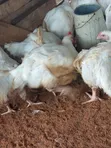JR_FreshFarm Organic Broilers (3-4kg) - 1