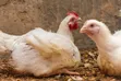 JR_FreshFarm Organic Broilers (3-4kg) - 2
