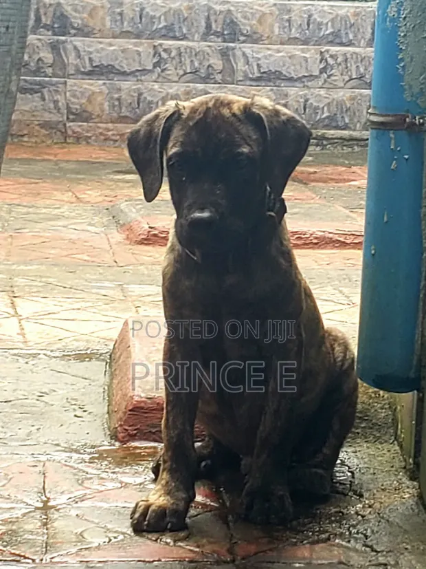 3-Month-Old Male Purebred Boerboel Puppy - 1