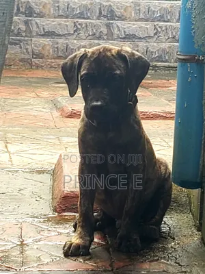 3-Month-Old Male Purebred Boerboel Puppy