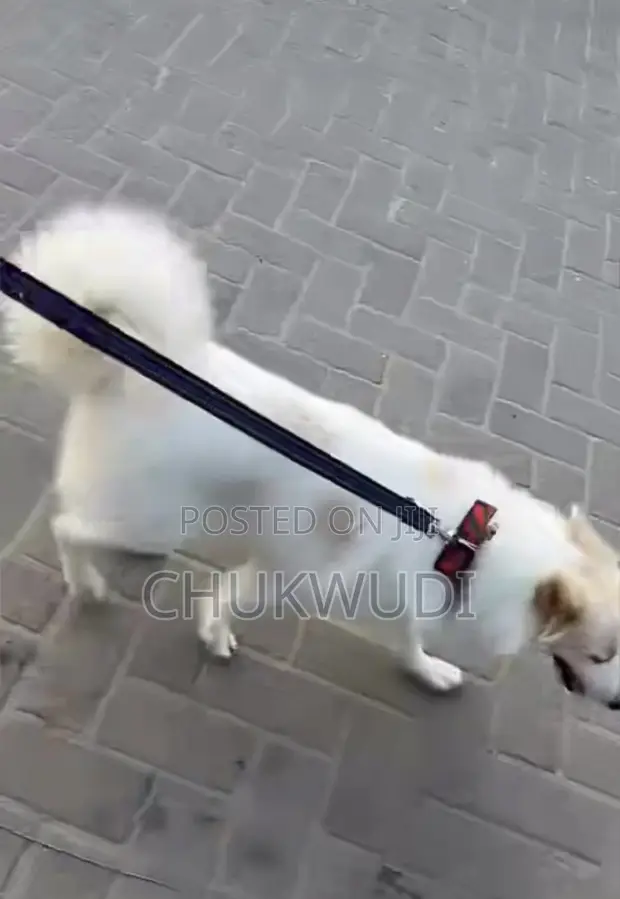 1+ Year Female Purebred American Eskimo - 1
