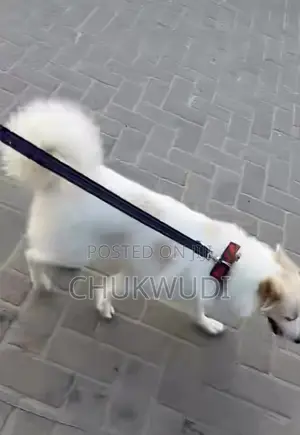 1+ Year Female Purebred American Eskimo