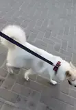 1+ Year Female Purebred American Eskimo - 1