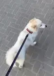 1+ Year Female Purebred American Eskimo - 2