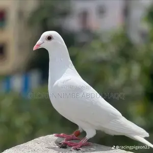 Cute and Smart Dove for Sale