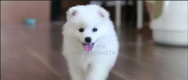 Zuriya Mai Tsarki Ta American Eskimo - Watanni 1-3 - 1