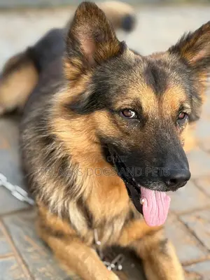 Mazin German Shepherd - Namiji Mai Sama da Shekara 1