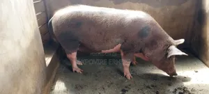 William Farm Pigs - 3 Heads