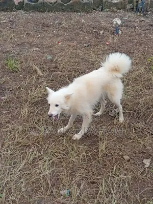 1+ Year Old Female Purebred American Eskimo