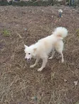 1+ Year Old Female Purebred American Eskimo - 1