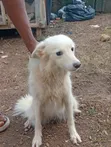 1+ Year Old Female Purebred American Eskimo - 2