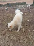 1+ Year Old Female Purebred American Eskimo - 3