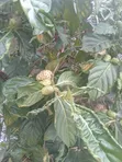 Fresh Noni Fruit - 2