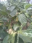 Fresh Noni Fruit - 3