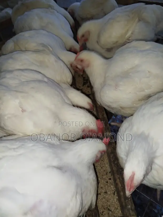 10-Week Old Chickens for Sale - 1
