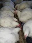 10-Week Old Chickens for Sale - 1