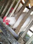 10-Week Old Chickens for Sale - 2