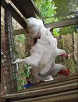 10-Week Old Chickens for Sale - 3