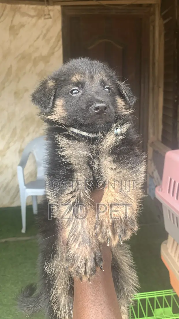 1-3 Month Male Purebred German Shepherd Puppy - 1